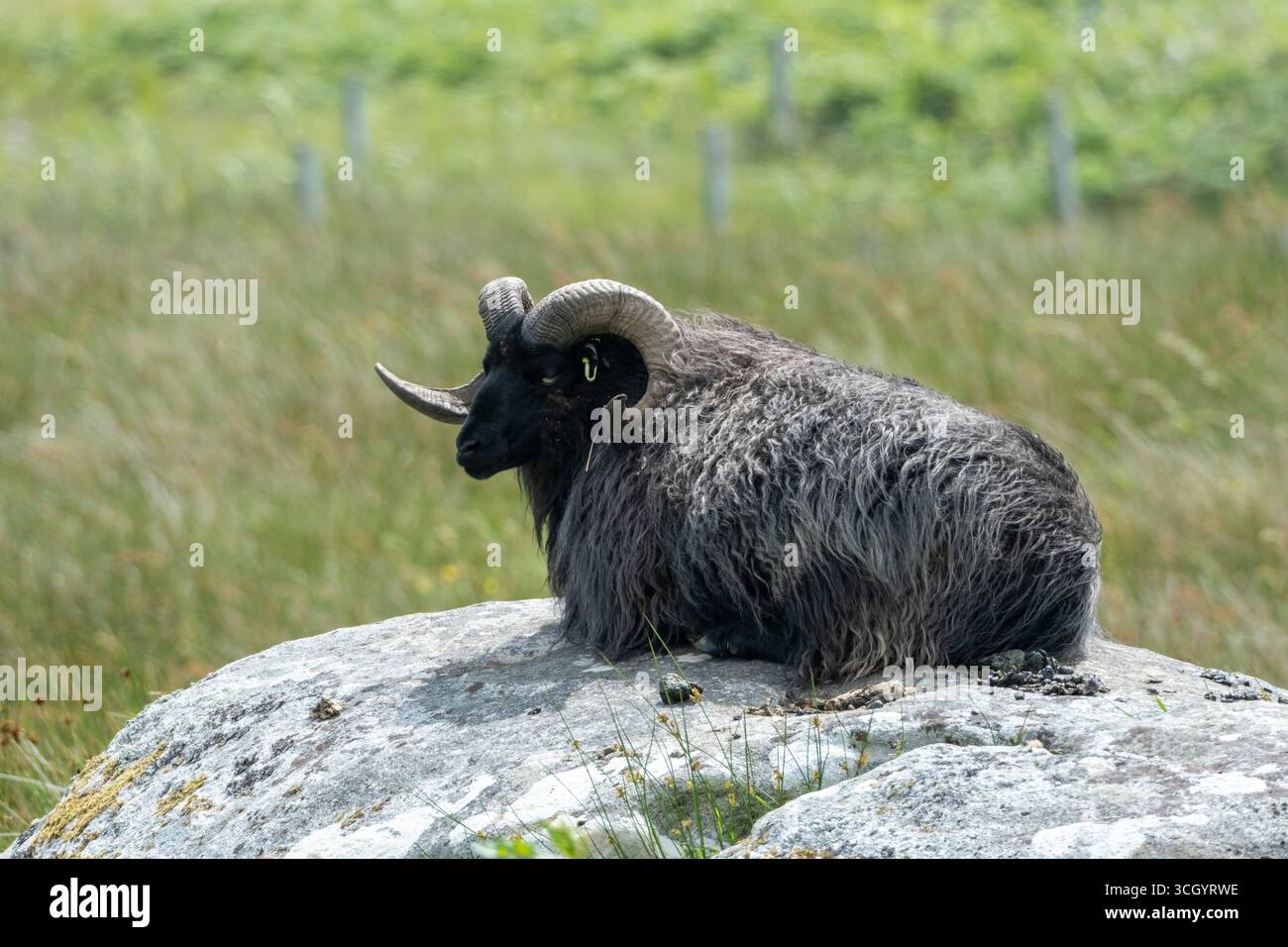 Black RAM (Tup) adagiato su una roccia di South Uist, Ebridi esterne, Scozia. Foto Stock