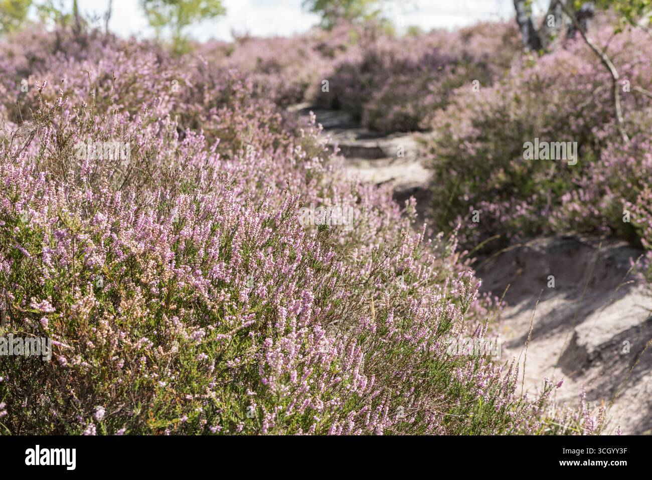 Massa di Erica comune fiorita, nota anche come Ling (Calluna vulgaris), sulla brughiera di Chobham Common, Surrey Foto Stock