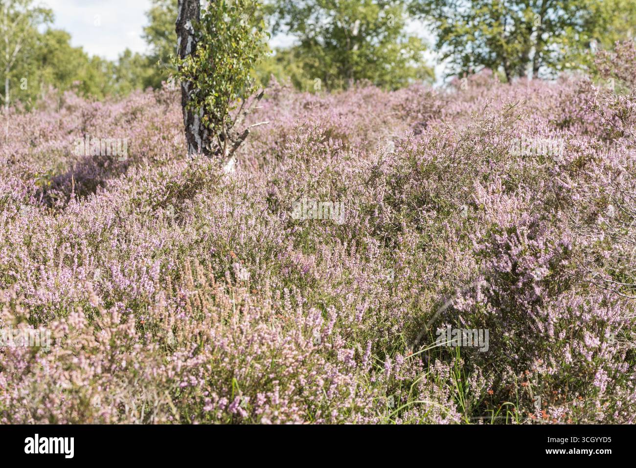 Massa di Erica comune fiorita, nota anche come Ling (Calluna vulgaris), sulla brughiera di Chobham Common, Surrey Foto Stock