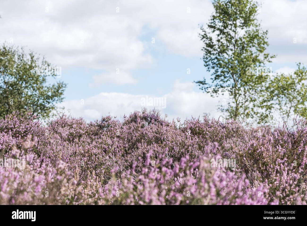 Massa di Erica comune fiorita, nota anche come Ling (Calluna vulgaris), sulla brughiera di Chobham Common, Surrey Foto Stock