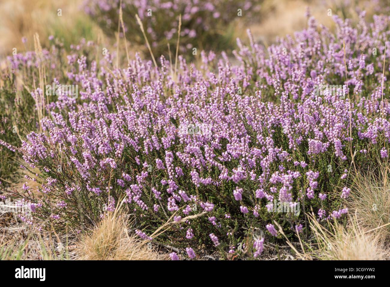 Massa di Erica comune fiorita, nota anche come Ling (Calluna vulgaris), sulla brughiera di Chobham Common, Surrey Foto Stock