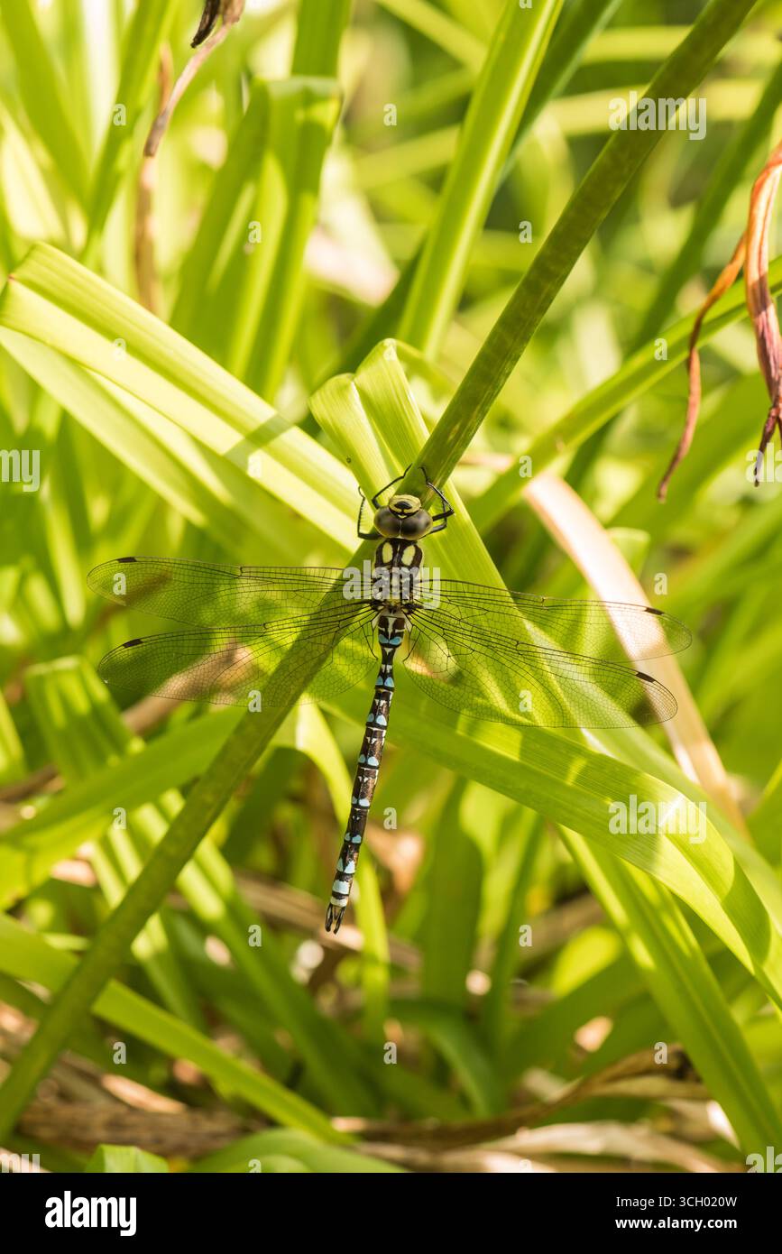 Hawker meridionale arroccato (Aeshna cyanea) a Richmond Park, Surrey Foto Stock