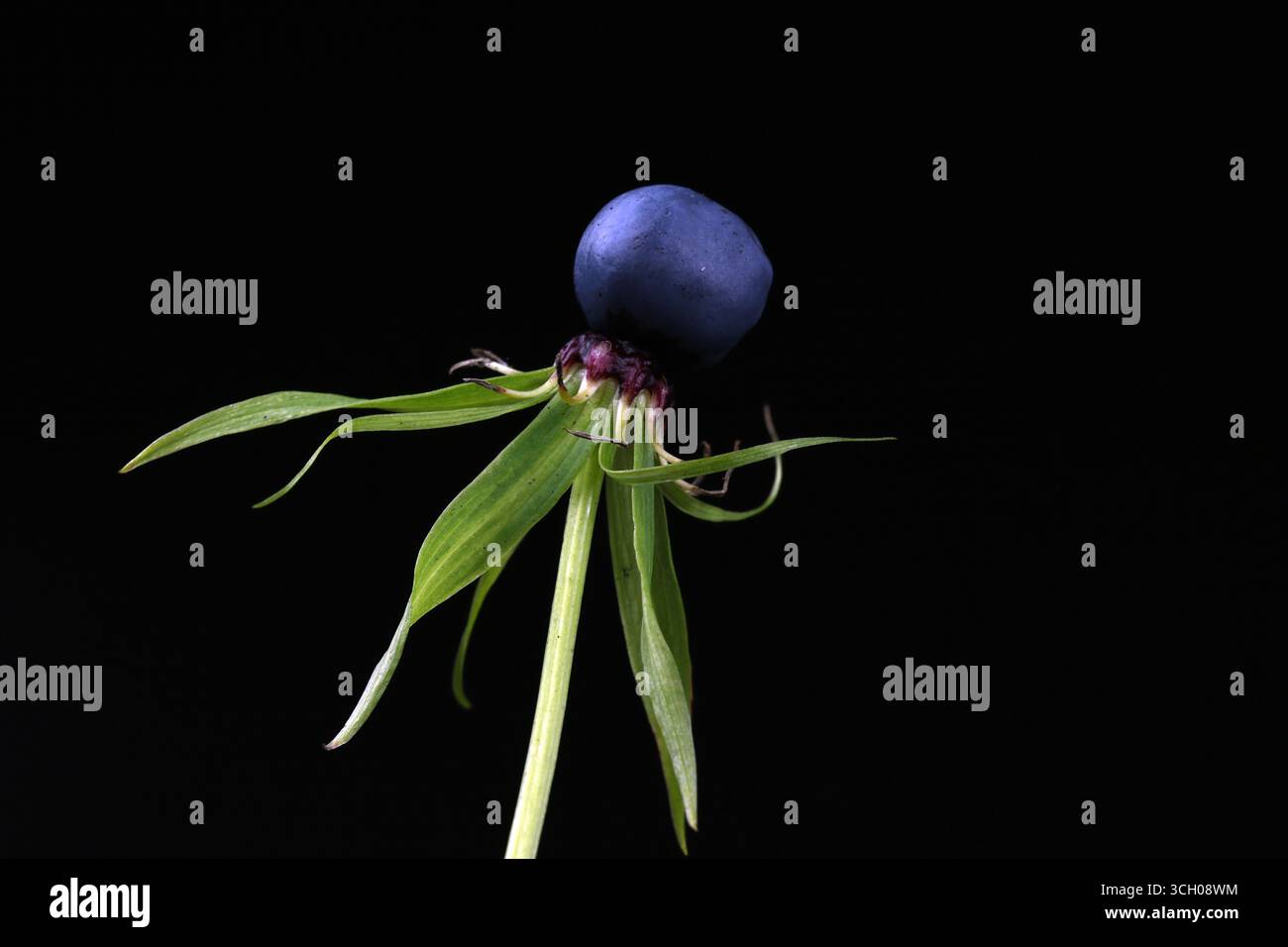 Occhio di Crow di bacca selvatica blu su sfondo nero. Primo piano Foto Stock