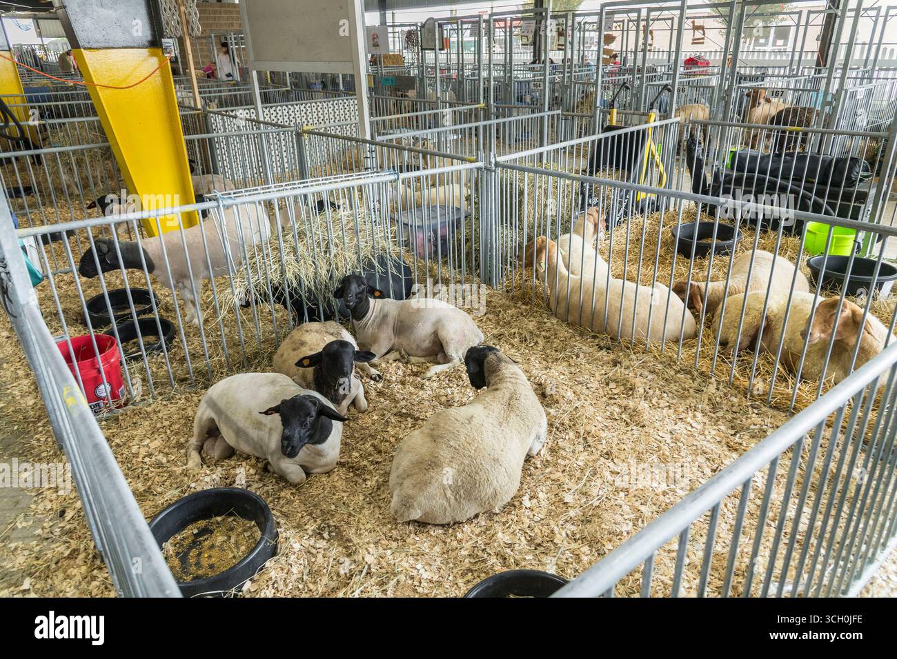 Animali al Delaware State Fair Livestock Show, Delaware USA Foto Stock
