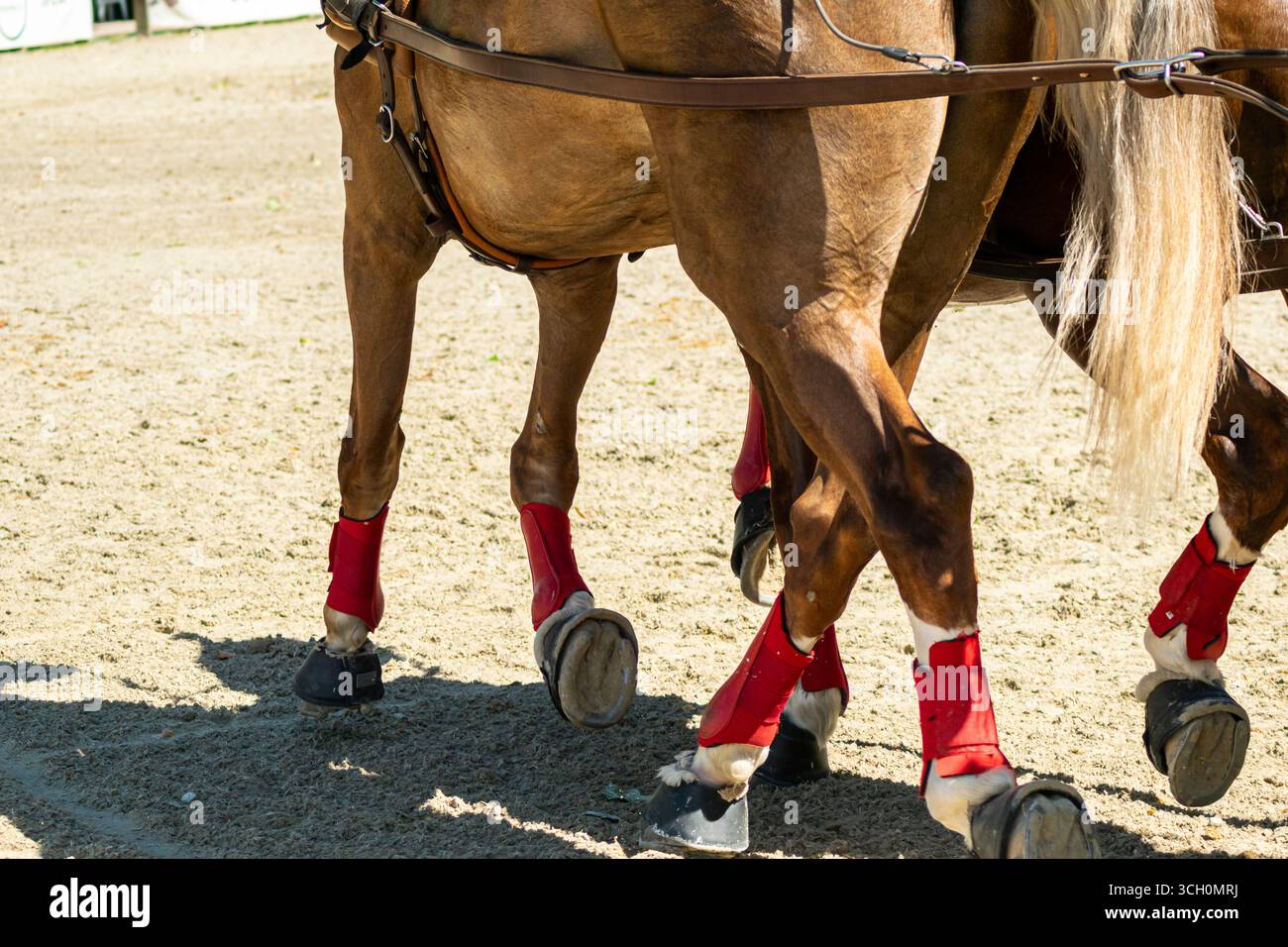 La preparazione e la protezione di un cavallo atletico per uno sport il benessere dell'animale Foto Stock