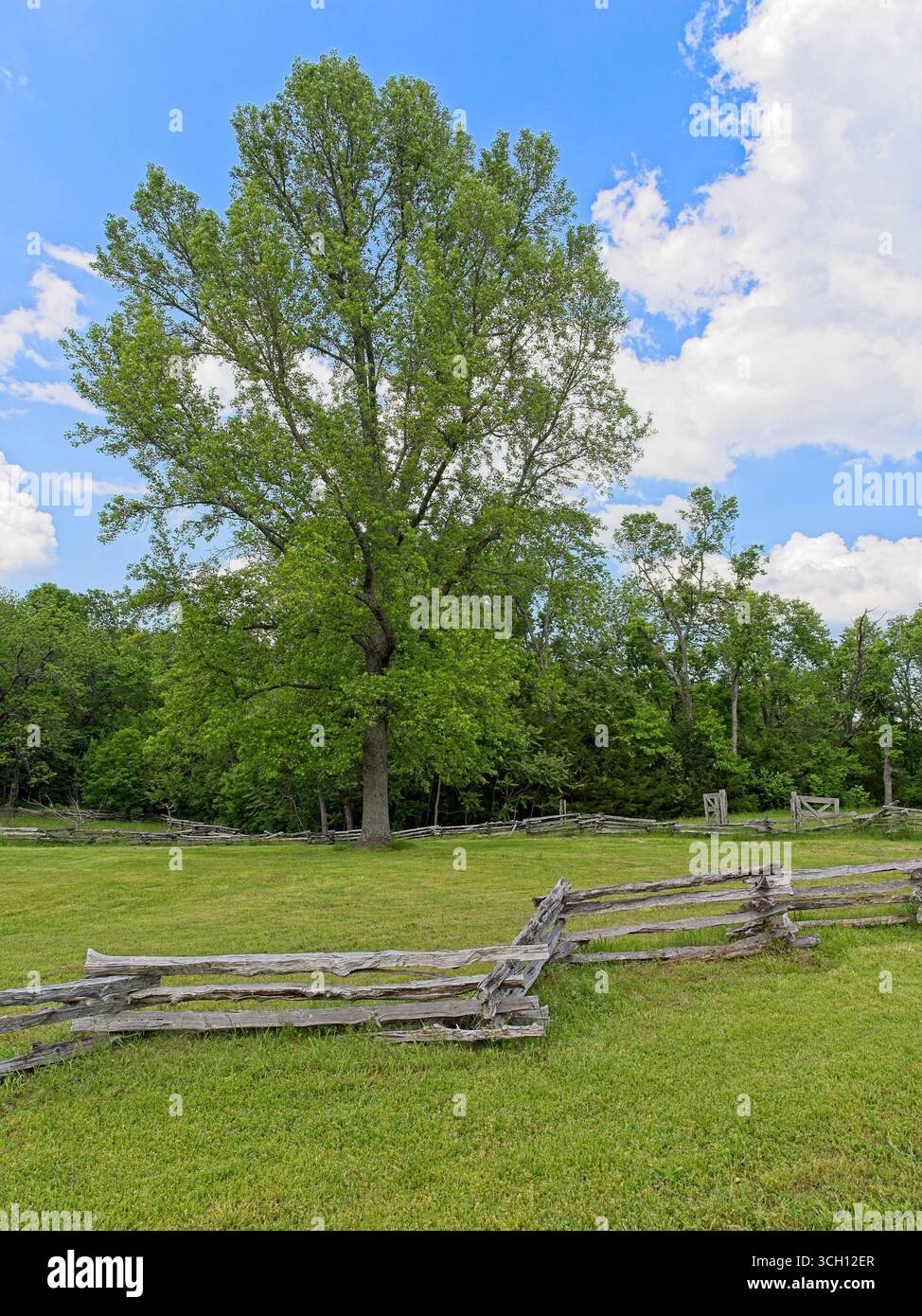 Albero circondato da una recinzione a cremagliera divisa sul terreno della taverna Elkhorn nel Pea Ridge National Military Park Foto Stock