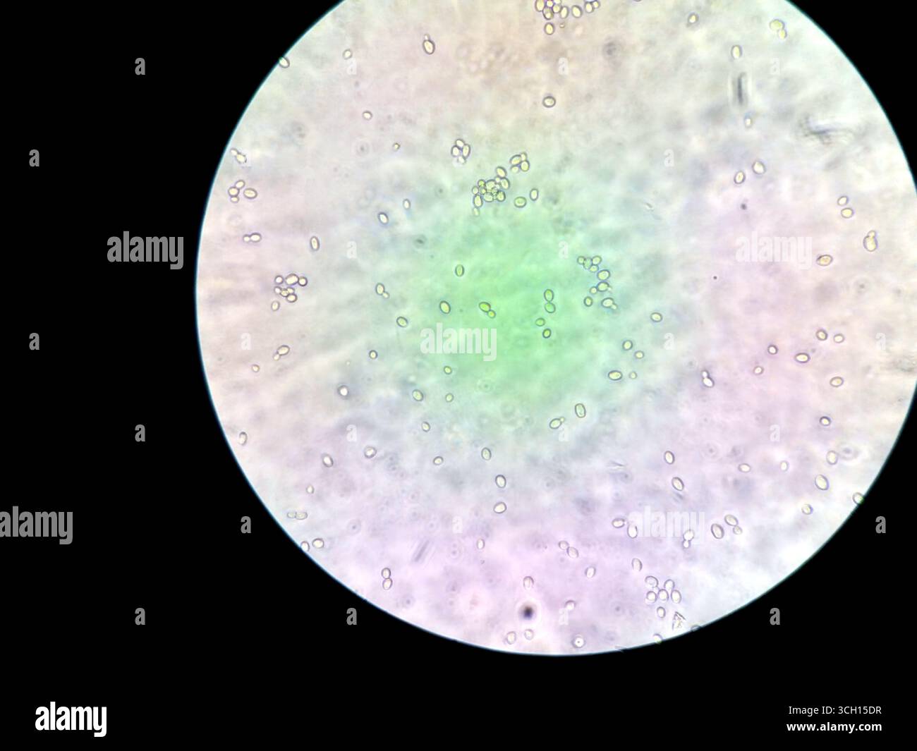 Questa immagine mostra vari microbi osservati sotto un microscopio, rivelando le loro forme e movimenti intricati in un ambiente di laboratorio, Highli Foto Stock