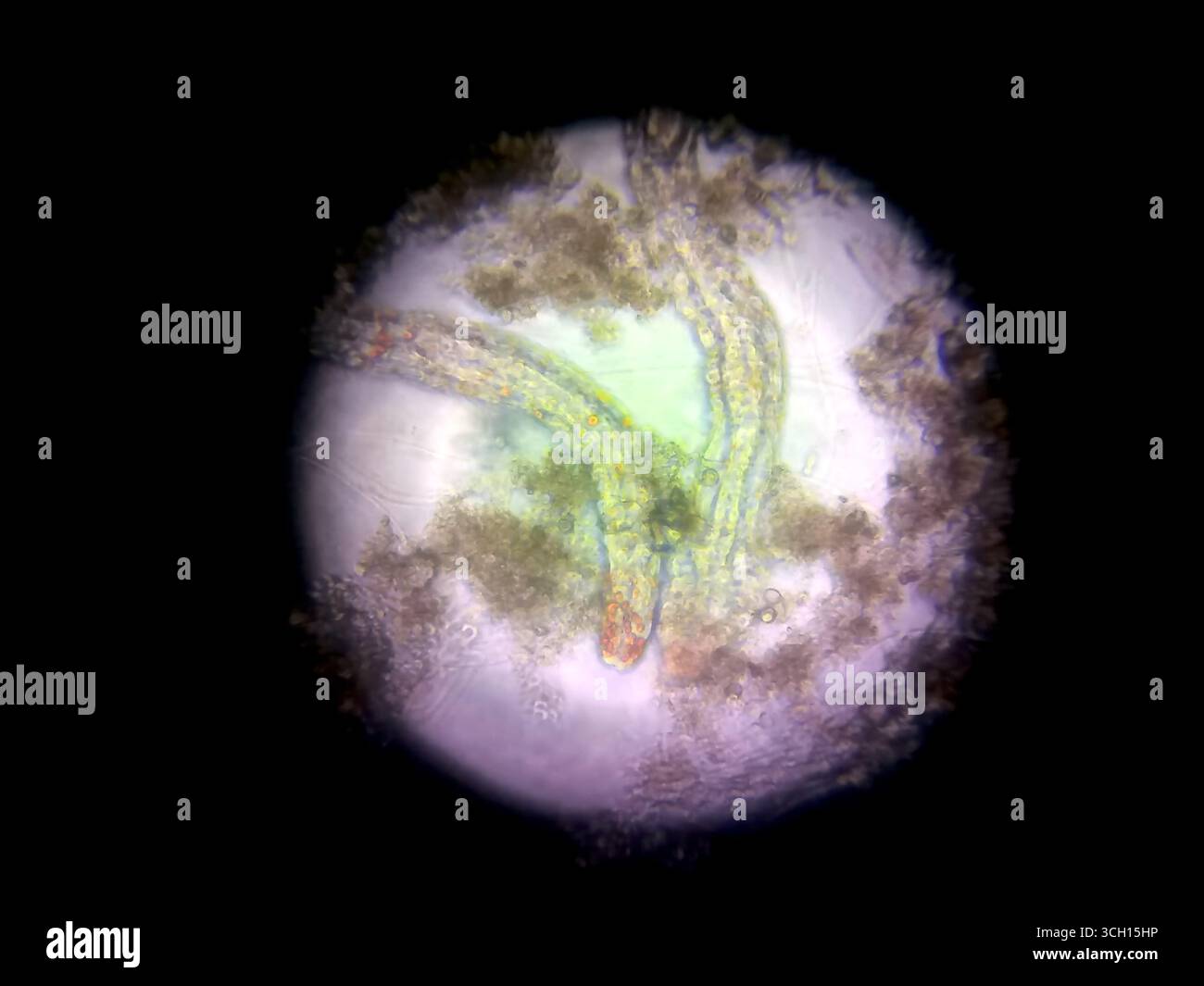 Sotto un microscopio, i germi nematodi rivelano le loro forme e consistenze uniche, mostrando i loro dettagli e movimenti in un ambiente di studio biologico. Foto Stock
