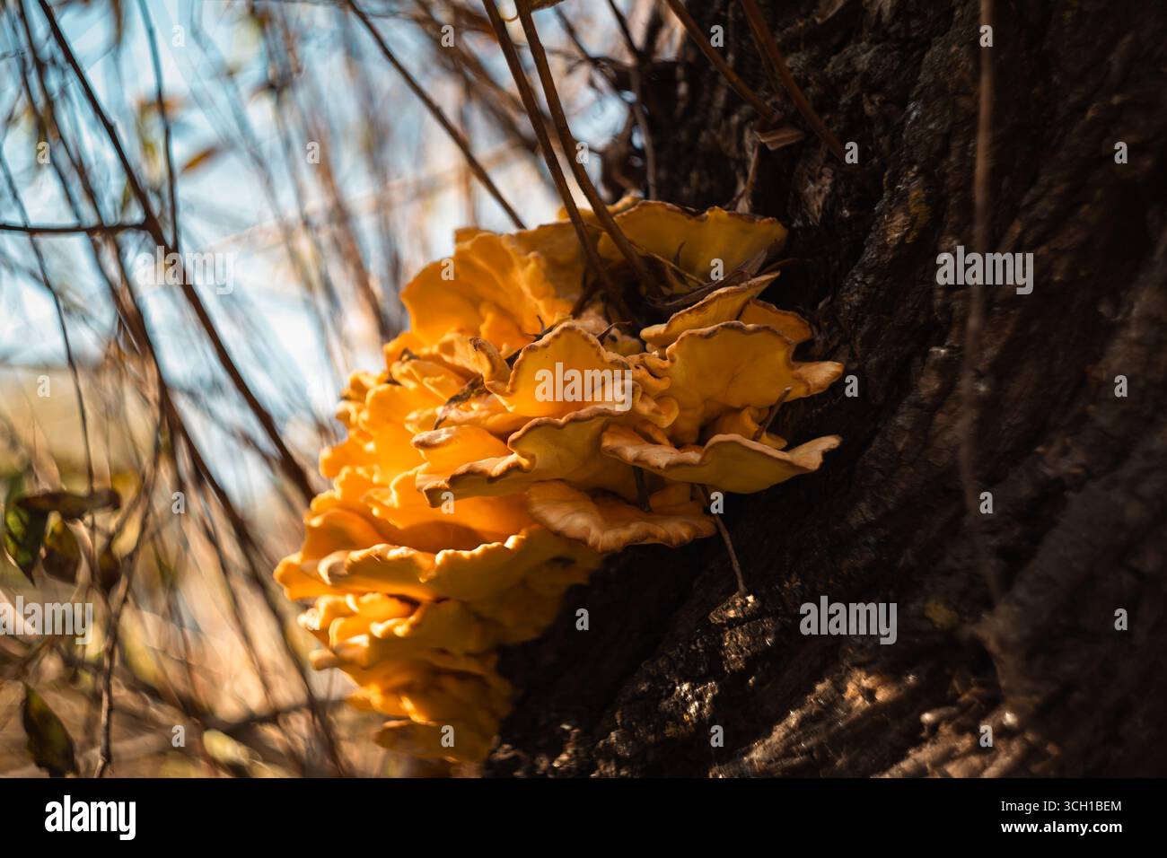 Funghi gialli che crescono su un tronco d'albero alla luce del sole autunnale Foto Stock