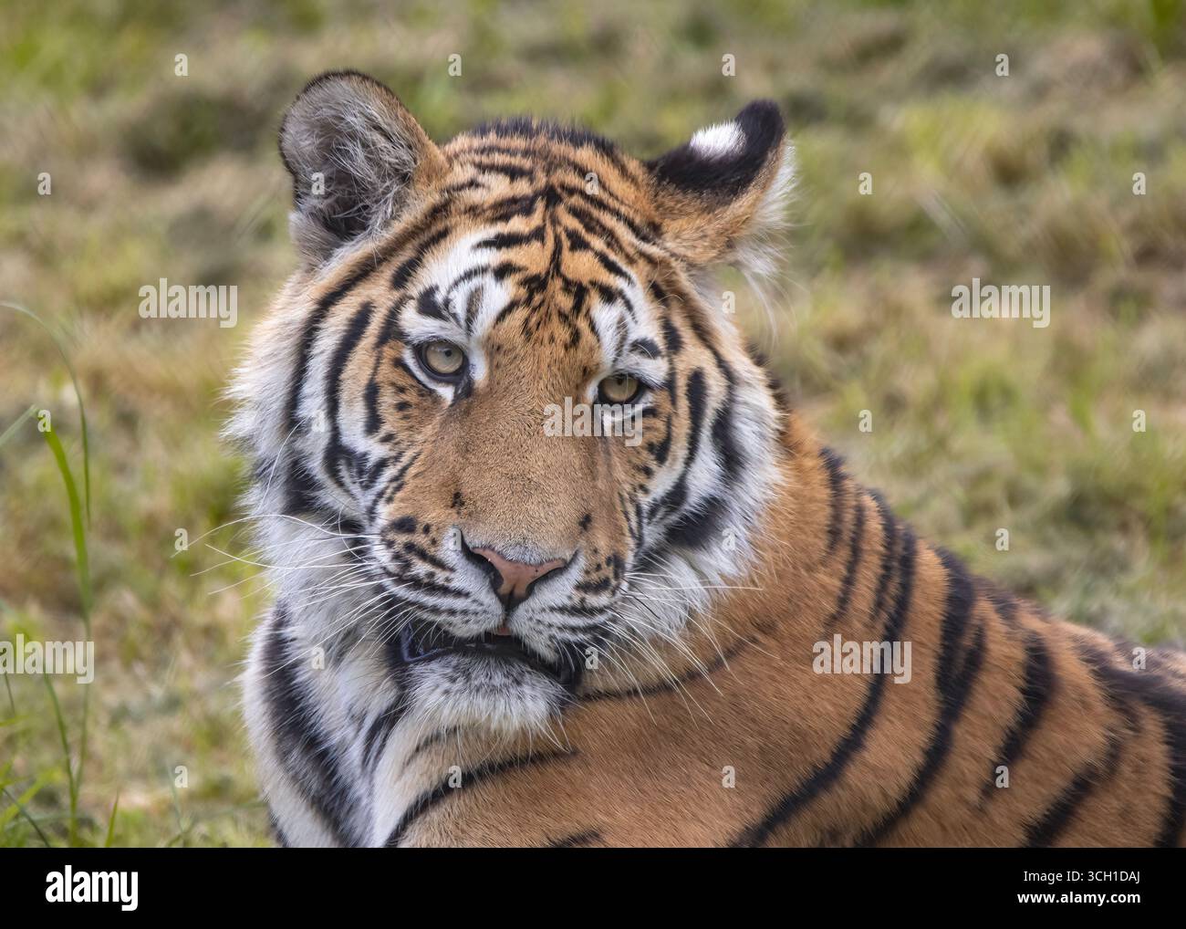Giovane tigre Amur Foto Stock