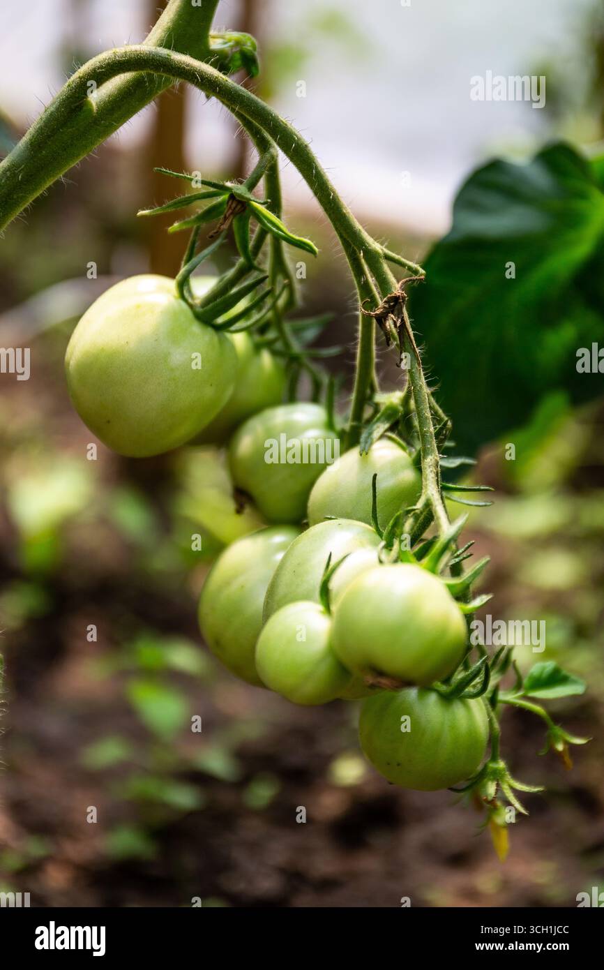 Grappolo di pomodori verdi pesanti e non maturi (Solanum lycopersicum) attaccati alla vite, che crescono in una serra, vista ravvicinata. Foto Stock