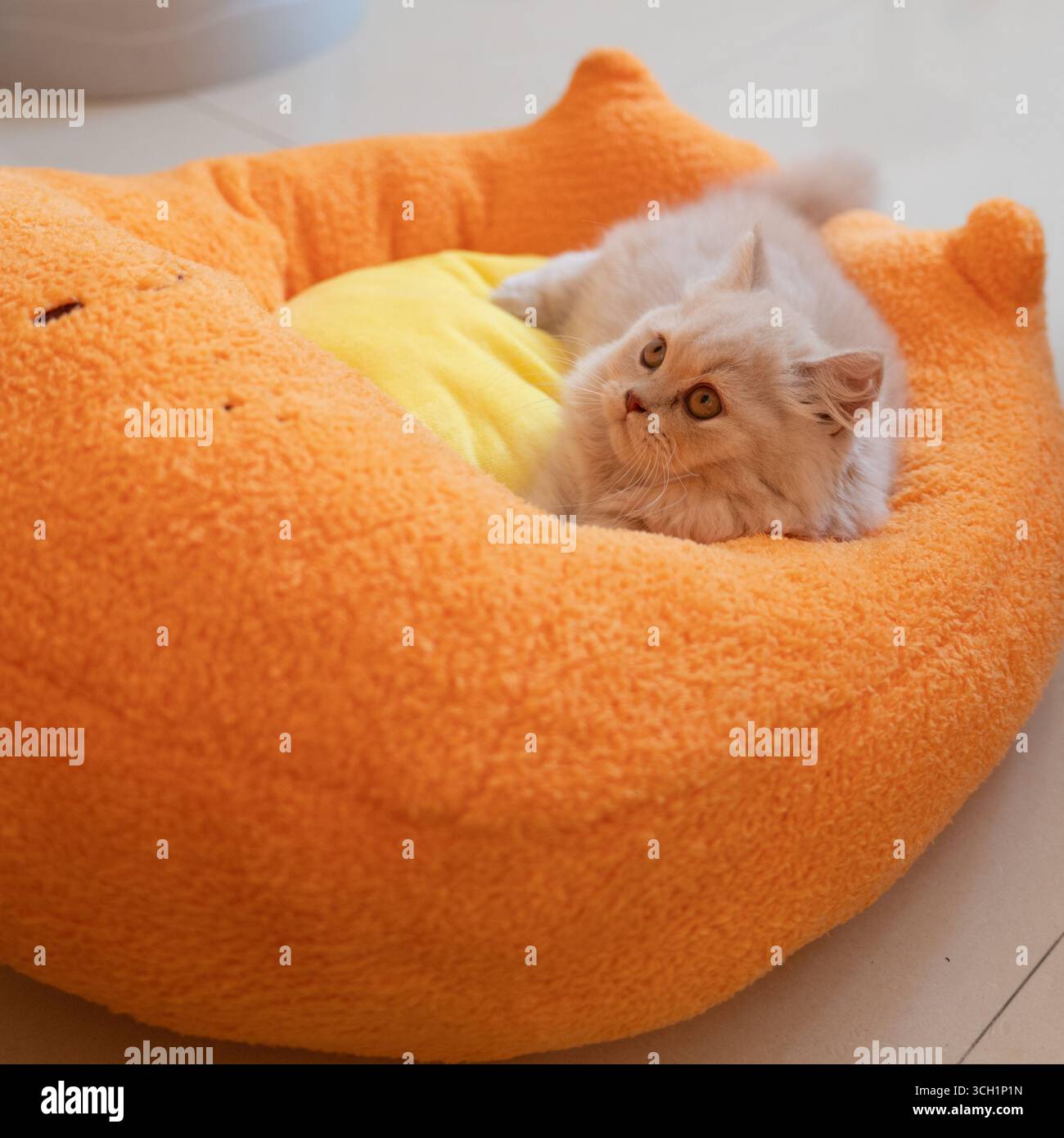 Soffice gattino bianco che riposa in un letto di gatto arancione a forma di volpe Foto Stock