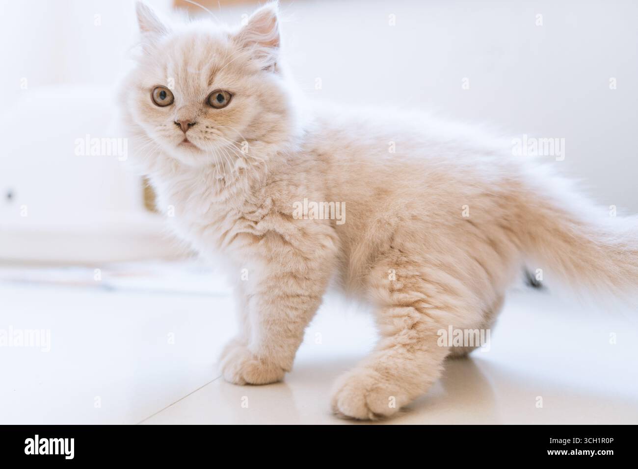 Morbido gattino bianco su un pavimento leggero Foto Stock