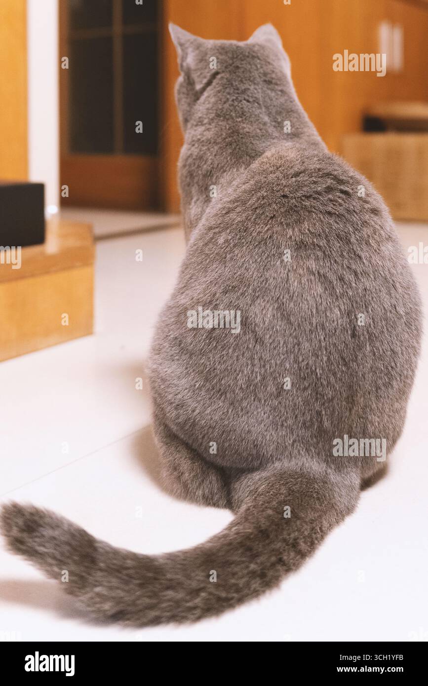 Gatto grigio seduto sul pavimento rivolto verso l'esterno Foto Stock