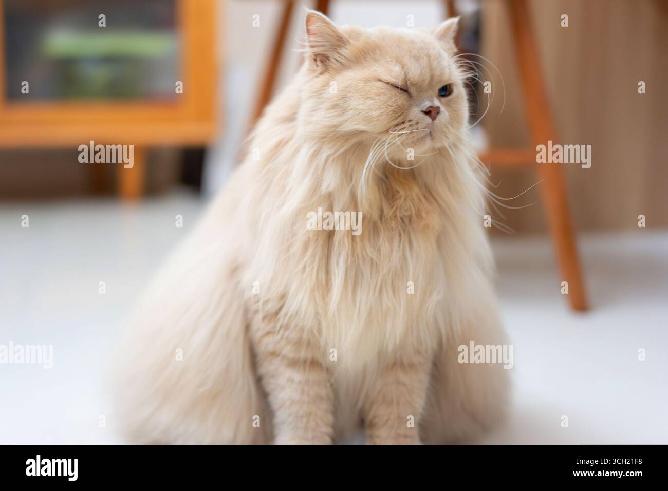 Soffice gatto persiano color crema seduto all'interno con un occhio chiuso Foto Stock