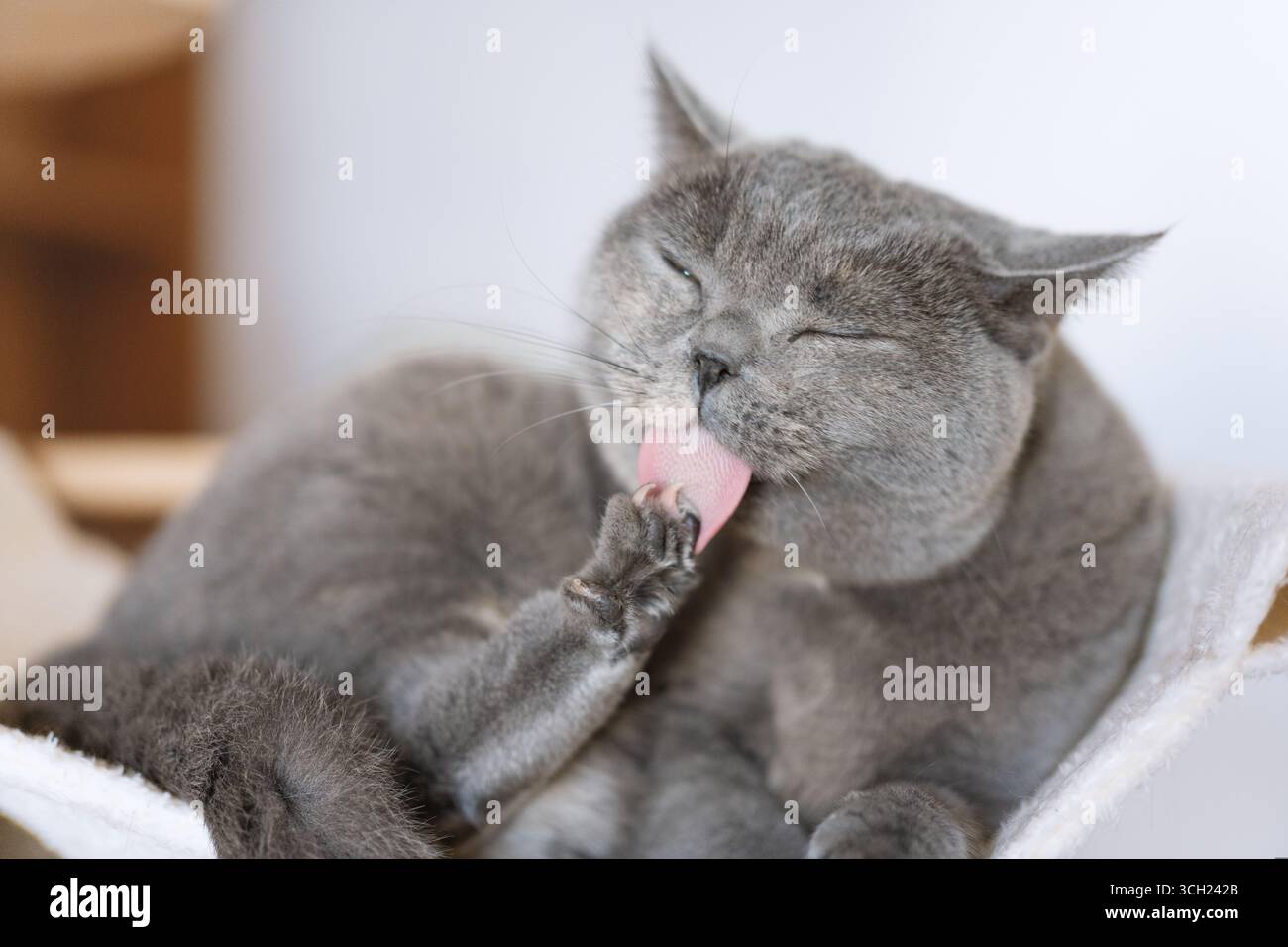 Gray Cat Licking ITS Paw Foto Stock