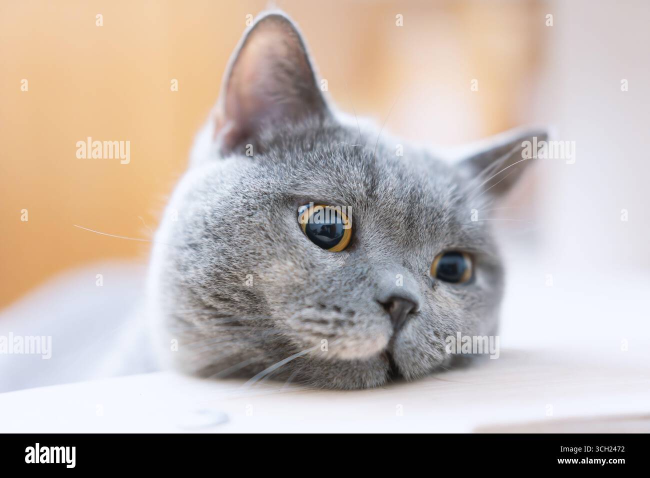 Gatto Shorthair britannico grigio con grandi occhi che guardano curiosamente Foto Stock