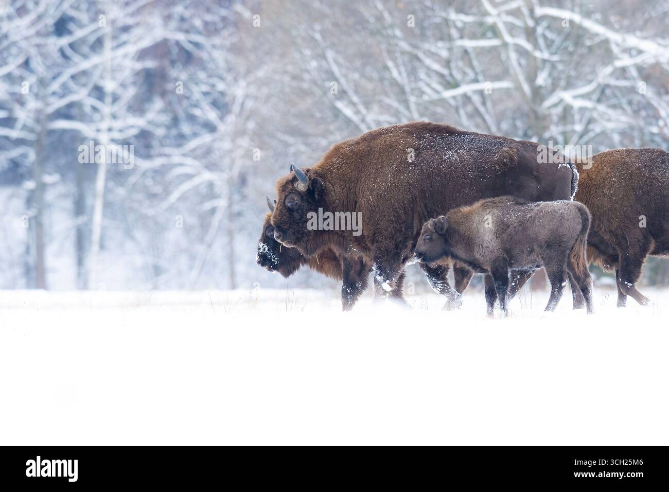 una famiglia di bisonti cammina sulla neve in inverno in polonia Foto Stock