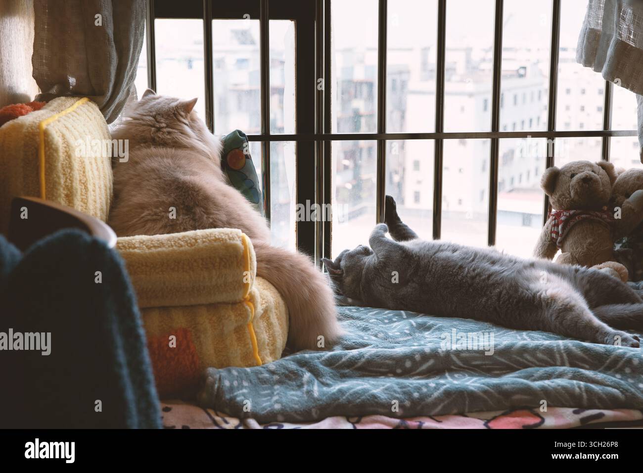Due gatti appoggiati su un accogliente divano vicino a una finestra con vista sulla città di Shanghai, Cina Foto Stock
