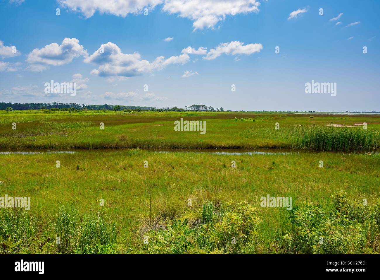 La riserva naturale St. Marks Wildlife Refuge è un paradiso per il birdwatching, l'osservazione della fauna selvatica e la fotografia naturalistica. I visitatori possono avvistare alligatori, uccelli da guado e rapto Foto Stock