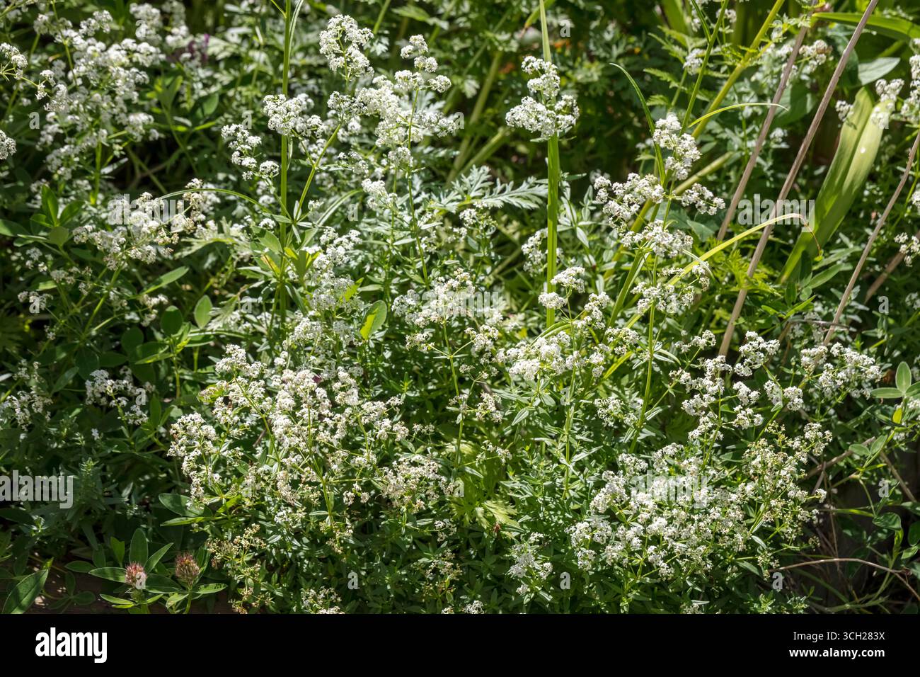 Cannuccia bianca, Stormåra (album Galium) Foto Stock