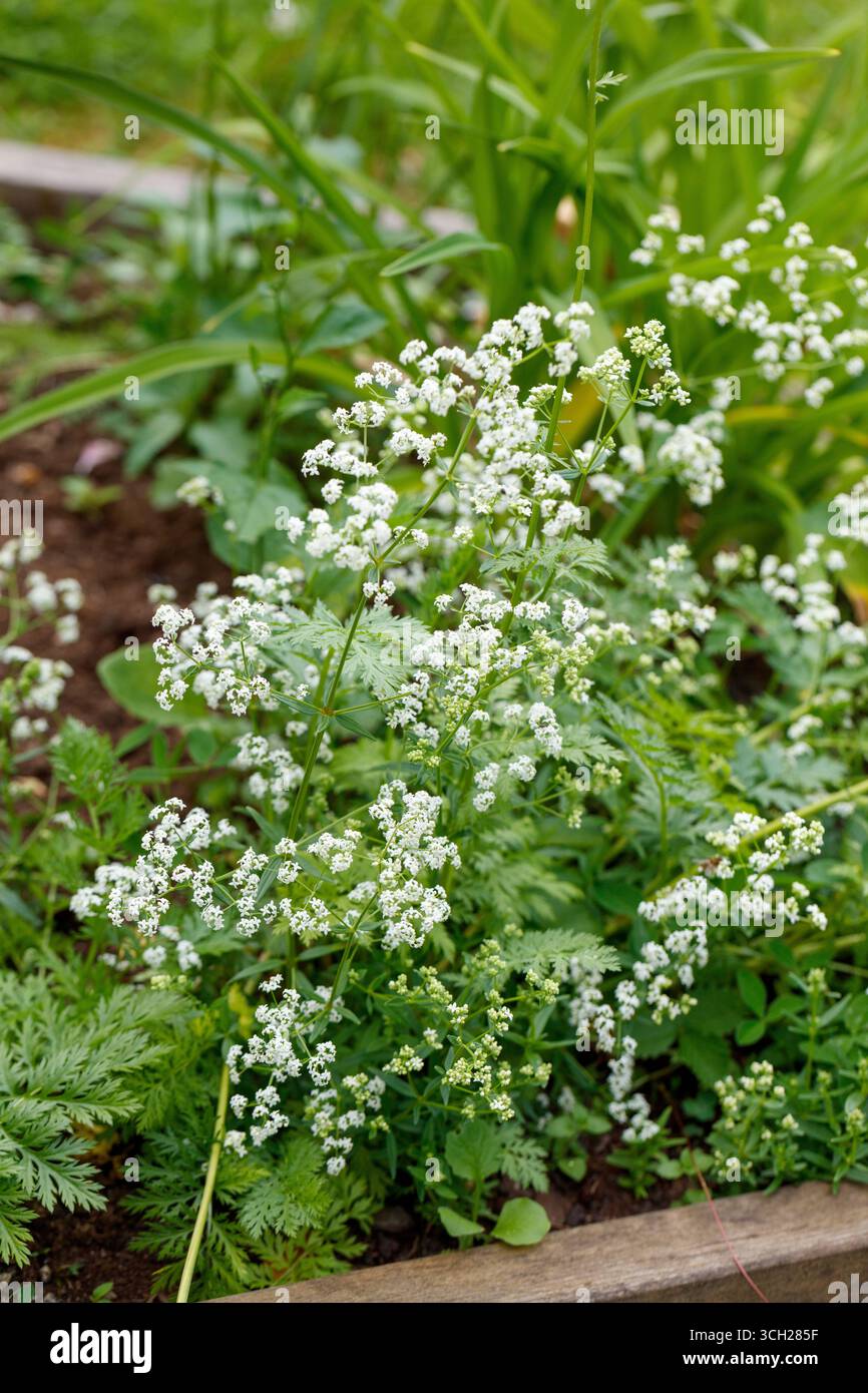 Cannuccia bianca, Stormåra (album Galium) Foto Stock