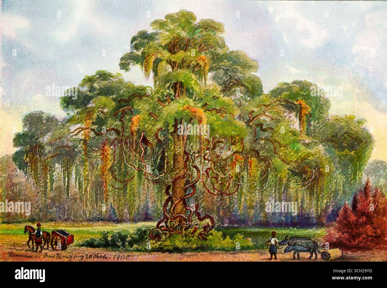 Acquerello di un massiccio albero di Terminalia intrecciato con liane a Giava, dipinto da Ernst Haeckel nel 1905, con figure e animali mostrati in scala nel lussureggiante ambiente tropicale. Foto Stock