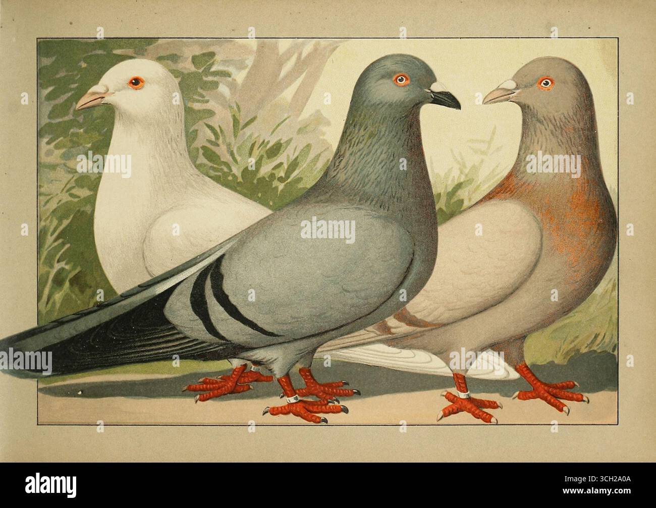 Illustrazione di tre piccioni da Pigeon Prachtwerk (1906) di Emil Schachtzabel, raffiguranti varietà selezionate con colori e forme di piumaggio distinti. Foto Stock