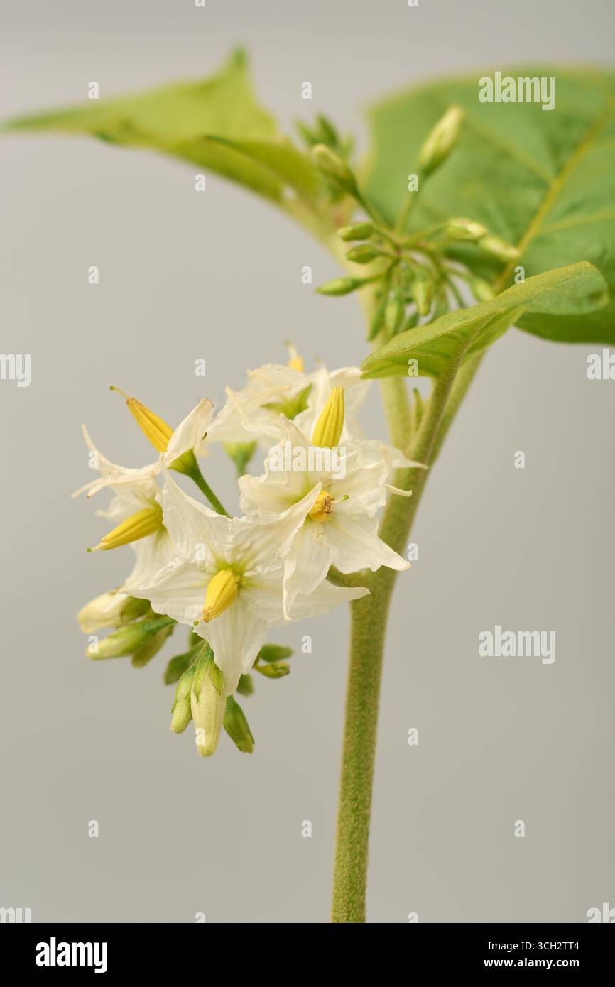 macro shot di tibbatu pianta medicinale dello sri lanka con foglie verdi e piccoli fiori bianchi, melanzane selvatiche o bacche di tacchino, sfondo grigio isolato Foto Stock