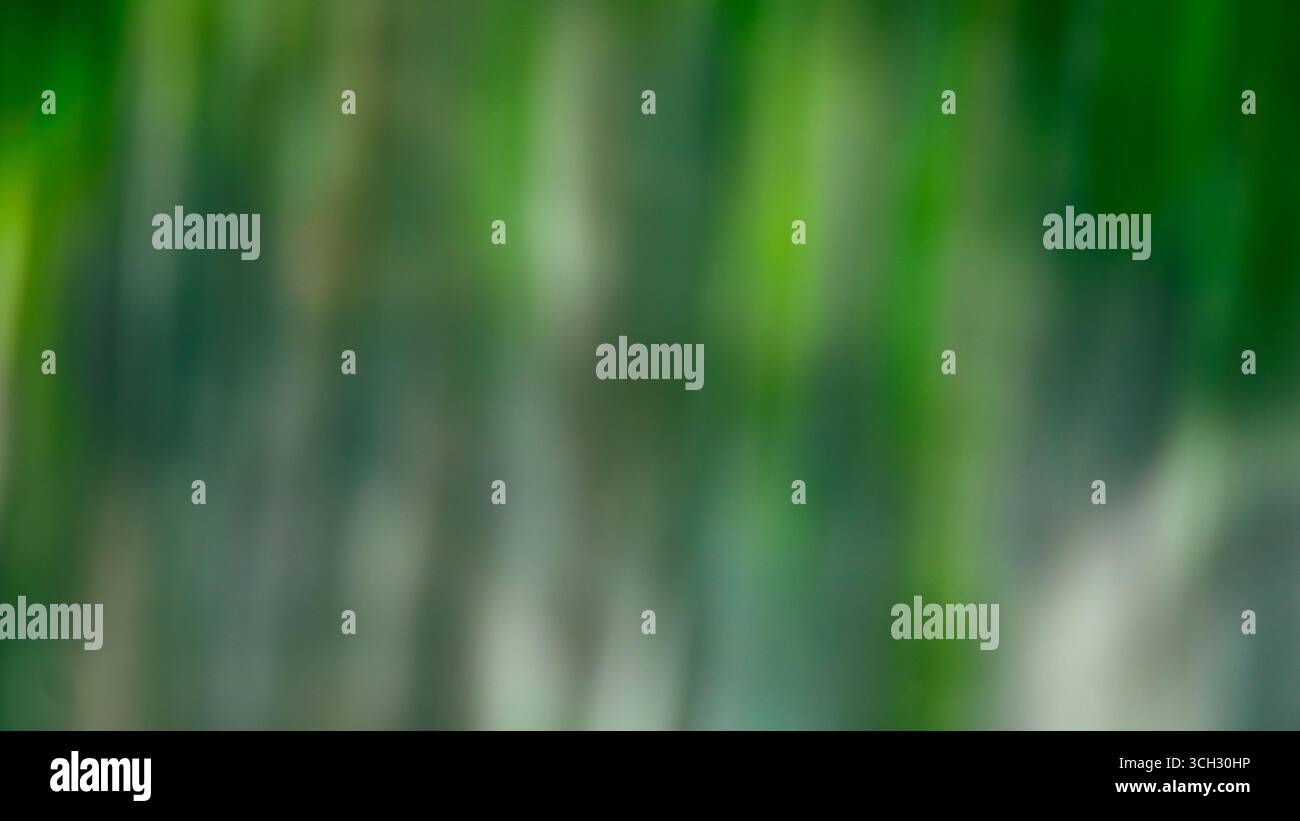 Striature verticali leggermente sfocate di verde, bianco e blu intenso. Non ci sono forme distinte, il movimento come sfocatura dà all'immagine un sogno pittorico Foto Stock