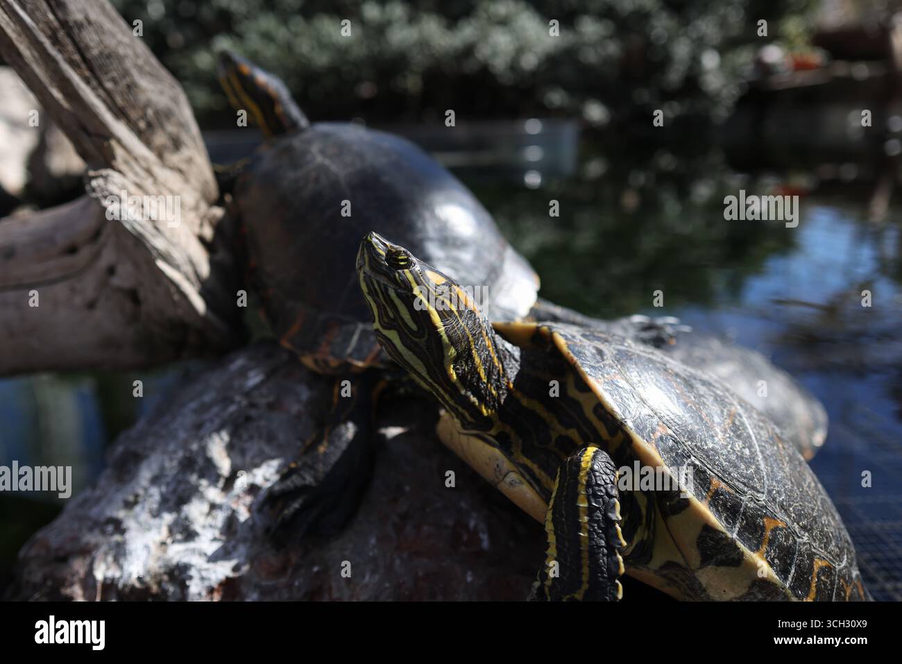 Tartarughe tropicali in una giornata di sole in uno zoo europeo a cielo aperto Foto Stock