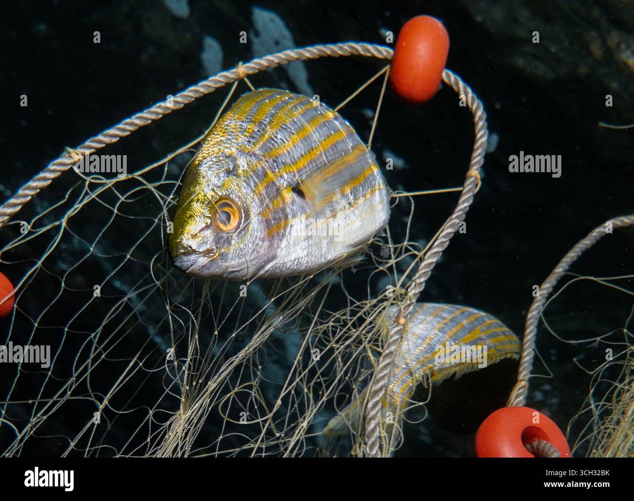 Salpa di pesce da sogno intrappolata nelle reti da pesca Foto Stock