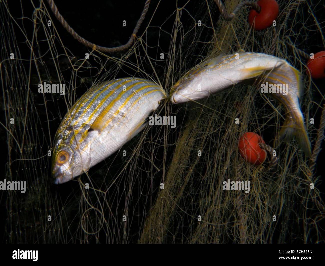 Salpa di pesce da sogno intrappolata nelle reti da pesca Foto Stock