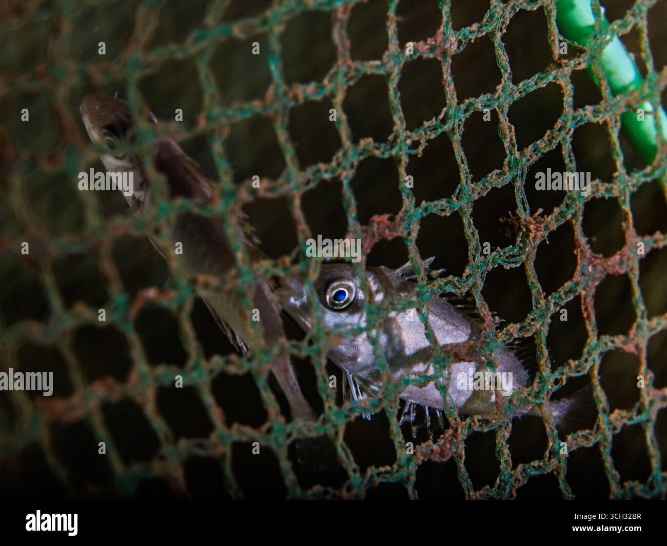 Pesce all'interno di una trappola per pesci Foto Stock