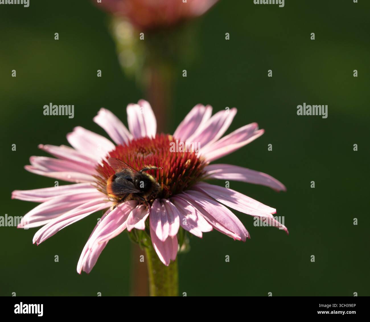 Bumblebee siede su un fiore nel giardino e succhia il nettare da un conefiore viola orientale. Estate. Foto Stock