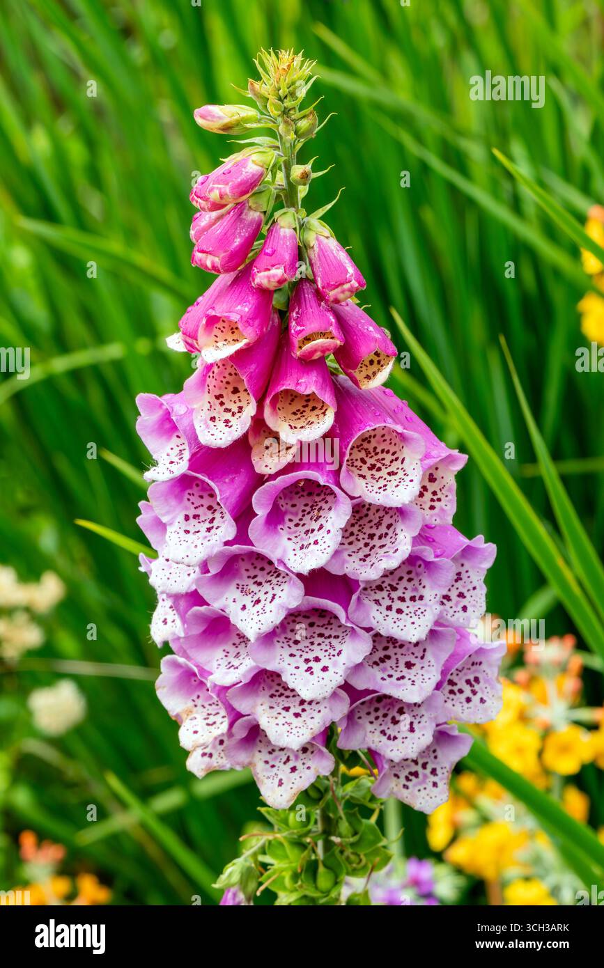 Comune foxglove (digitalis purpurea) una pianta da giardino in fiore estiva con un fiore viola estivo comunemente noto come digitalis, giardinaggio st Foto Stock