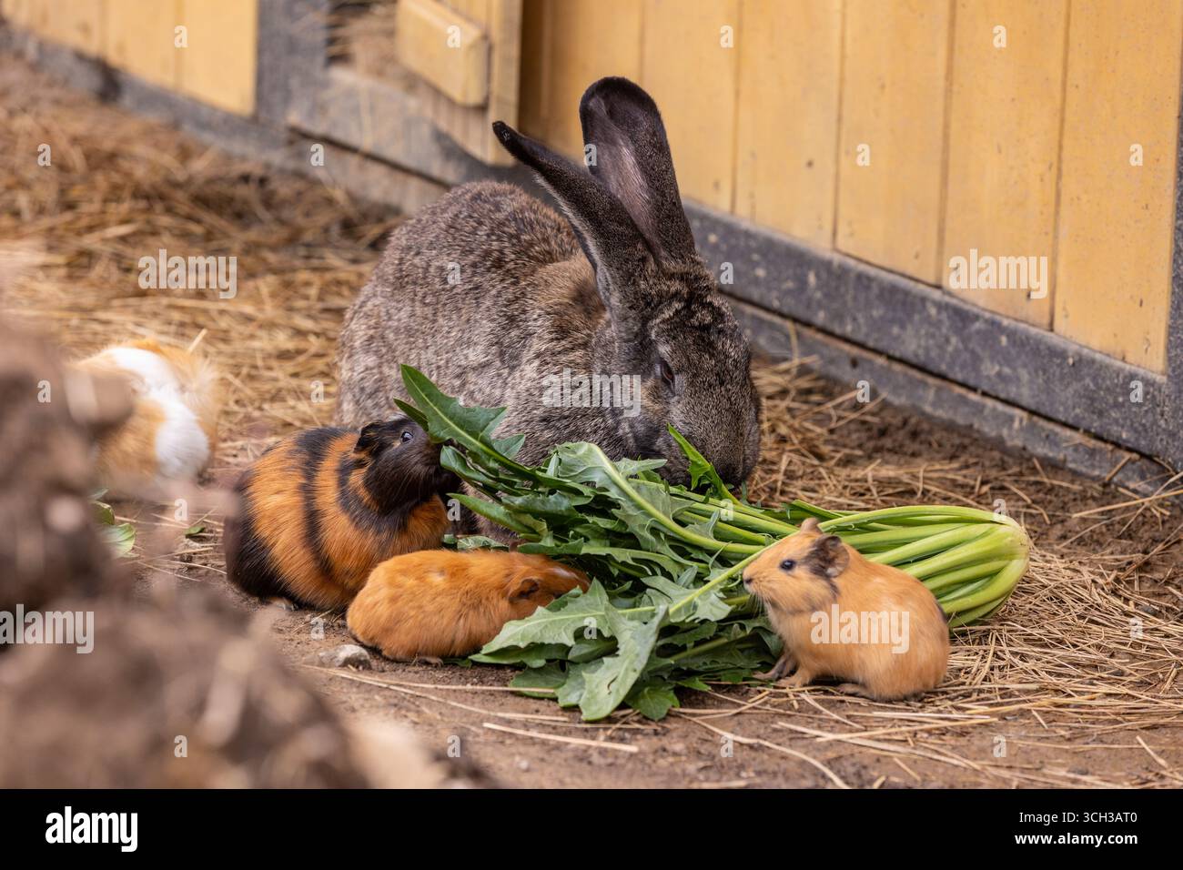 Il Gigante fiammingo ebbe origine nelle Fiandre. Fu allevato già nel XVI secolo vicino alla città di Gand, in Belgio. Foto Stock