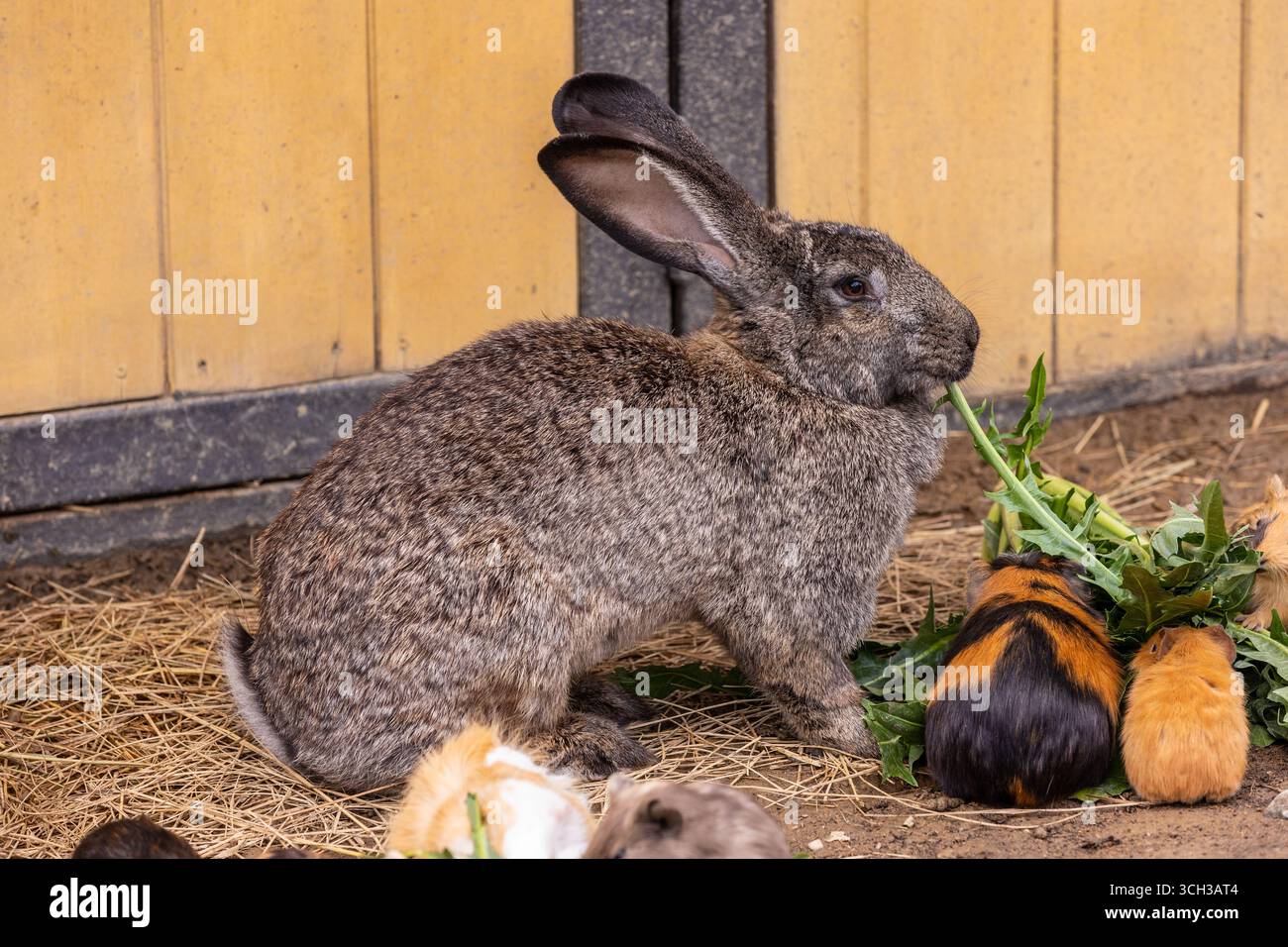 Il Gigante fiammingo ebbe origine nelle Fiandre. Fu allevato già nel XVI secolo vicino alla città di Gand, in Belgio. Foto Stock