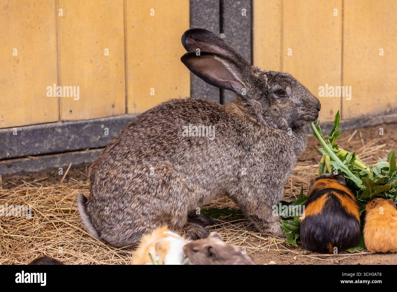 Il Gigante fiammingo ebbe origine nelle Fiandre. Fu allevato già nel XVI secolo vicino alla città di Gand, in Belgio. Foto Stock