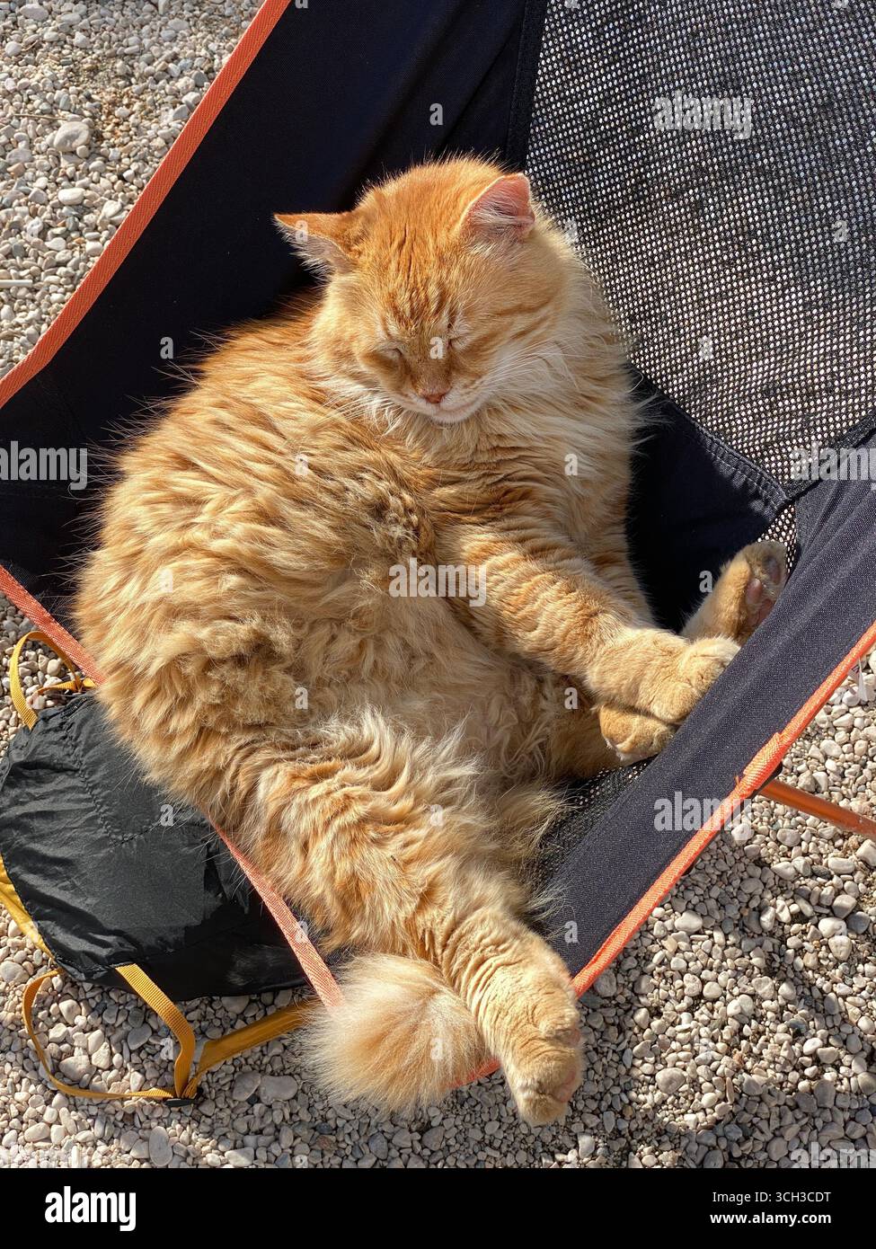 Gatto dello zenzero che dorme comodamente su una sedia in tessuto per esterni. Foto mobile Foto Stock