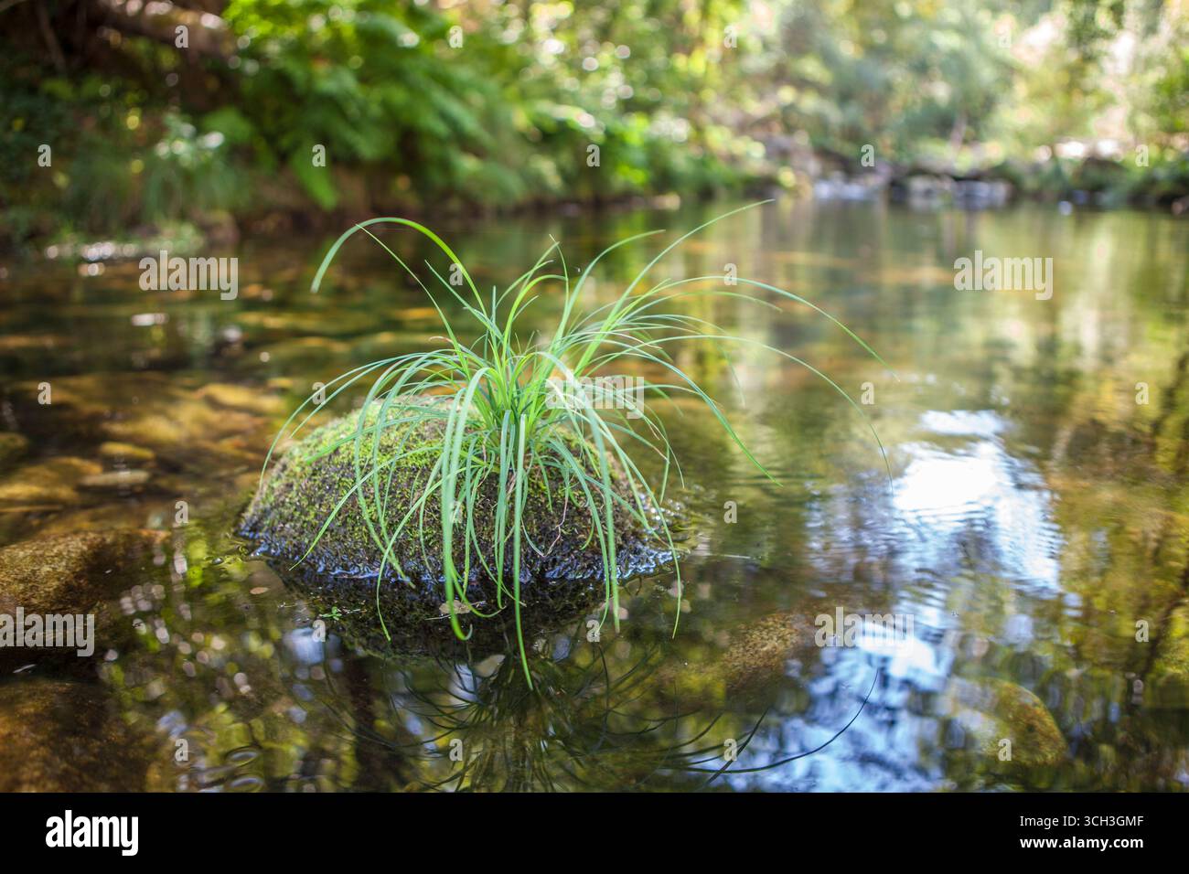 Area termale di Carves River, Prexigueiro, Ribadavia, Orense, Spagna. Ambiente verde esuberante Foto Stock