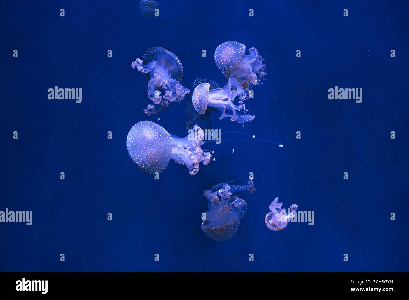 Gruppo di Phyllorhiza punctata o meduse australiane che si spostano aggraziatamente nelle acque blu profonde dell'acquario. Animale, organismo acquatico, sott'acqua Foto Stock