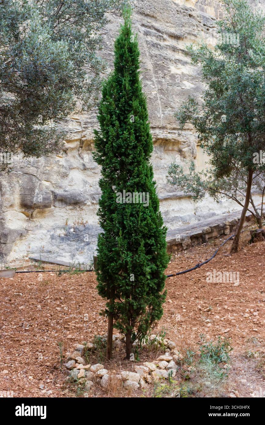 Alto albero Evergreen in un Rocky Natural Walkway Garden Foto Stock