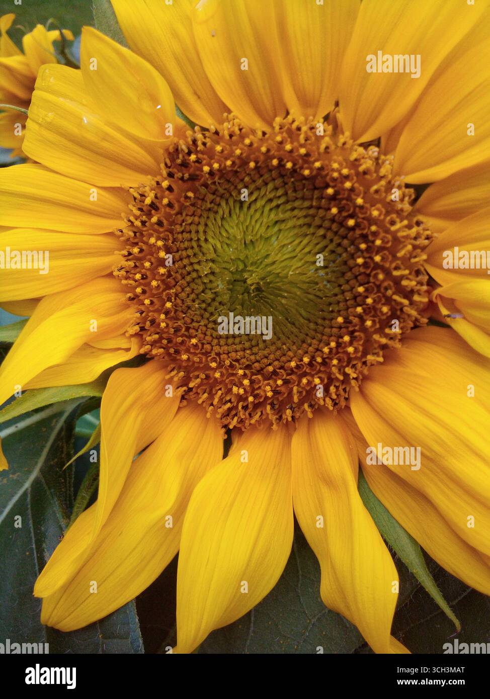 Fiore di girasole luminoso in un giardino estivo Foto Stock
