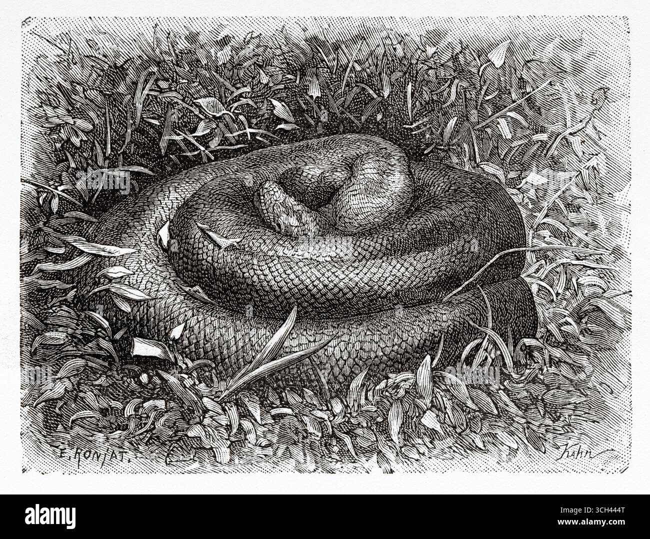 Boa serpente trovato dalla spedizione durante il suo viaggio attraverso l'alto Orinoco, Venezuela, Sud America. Disegno di Eugene Ronjat (1822-1912) viaggio alle sorgenti del fiume Orinoco, 1886-1887 di M. Jean Chaffanjon (1854-1913) le Tour du Monde 1888 Foto Stock