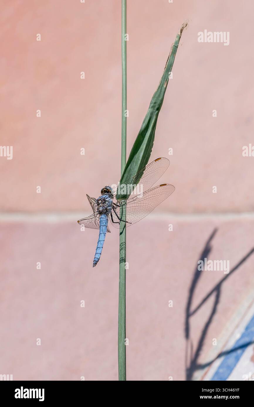 Una libellula blu su una pianta verde con sfondo rosa Foto Stock