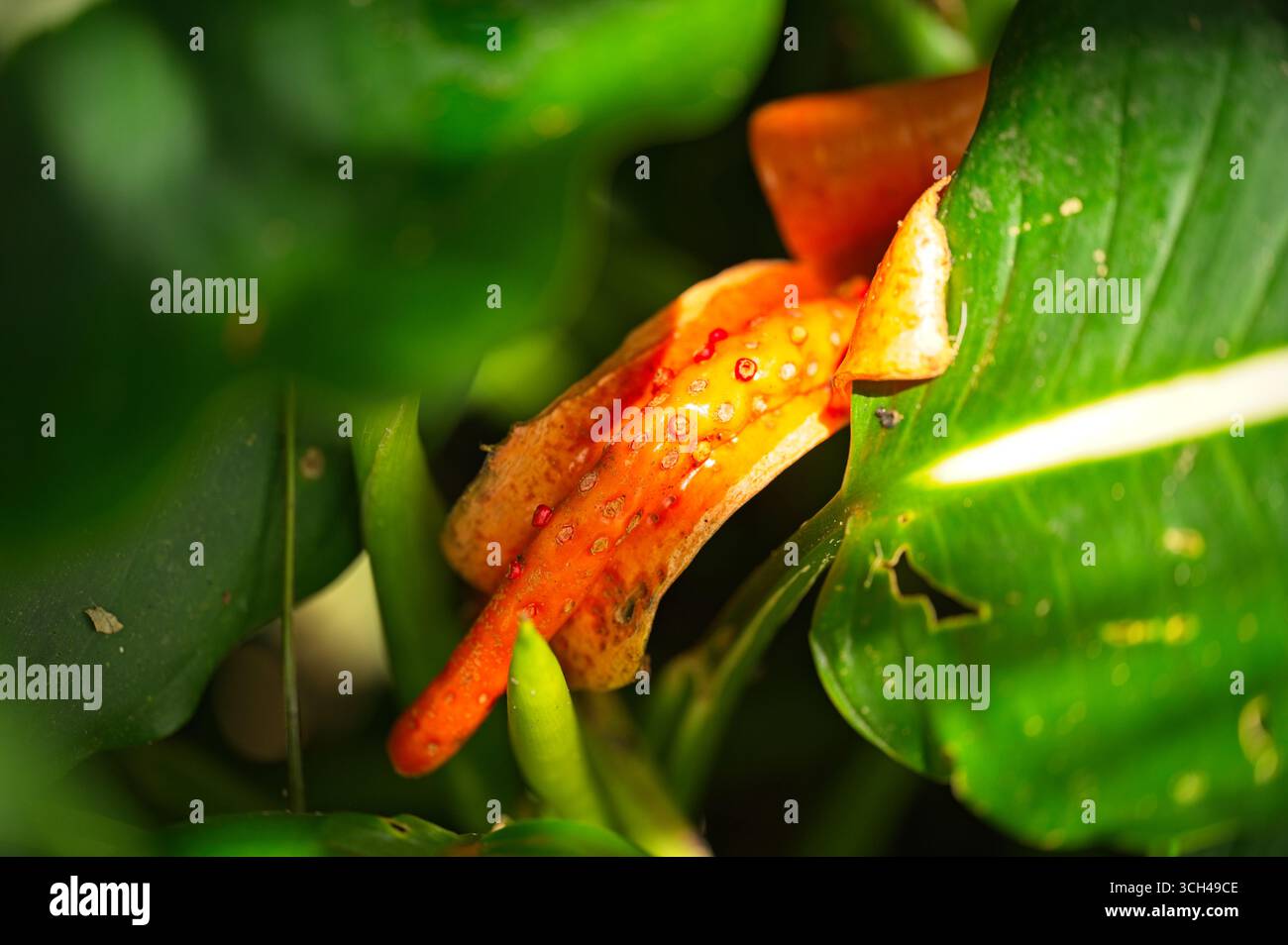 Fiore di arancia dieffenbachia oerstedii in Costa Rica Foto Stock