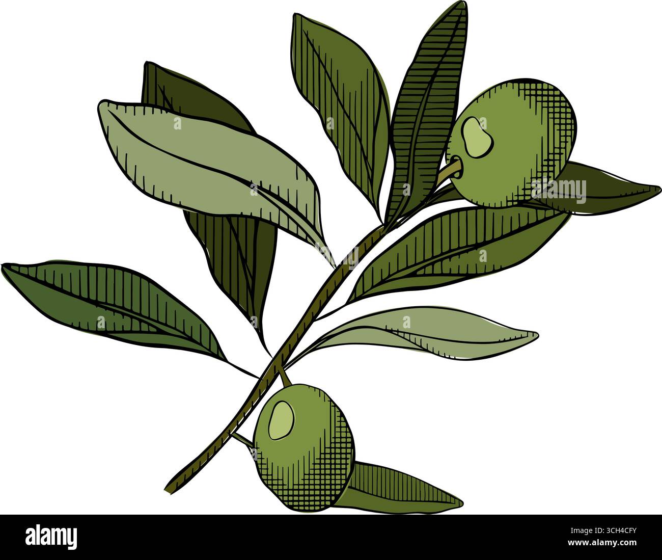 Composizione di ramoscelli di oliva verde. Illustrazione colorata con inchiostro a linee grafiche vettoriali. Illustrazione floreale dipinta a mano con olivo e rami di alberi con Illustrazione Vettoriale