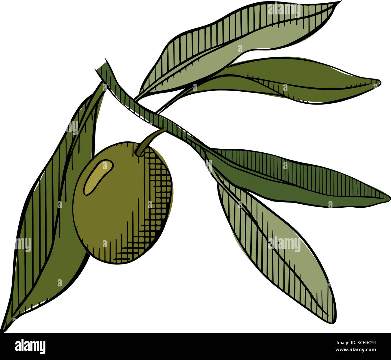 Illustrazione a colori con linee di inchiostro a forma di ramoscello di oliva. vettore. Isolato su sfondo bianco. Per poster, invito, sfondo, annuncio, promozione di vendita, pri Illustrazione Vettoriale