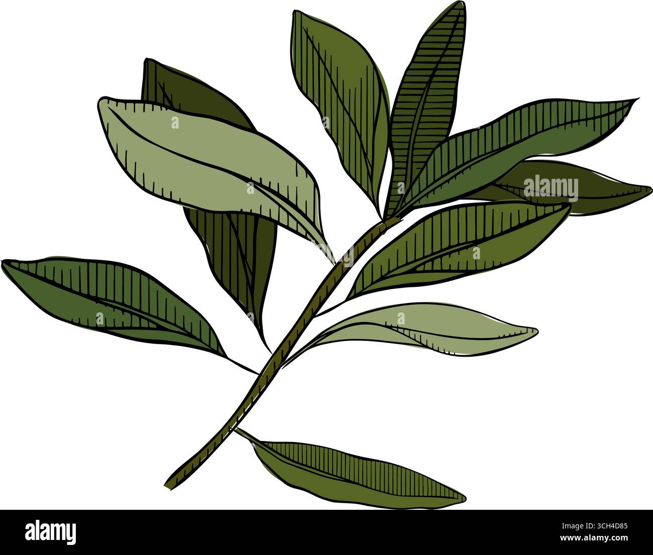 Ramoscello di oliva con foglie grafico linea inchiostro illustrazione colorata. Ramo di olivo trafilato a mano. Cibo mediterraneo, olio biologico aromatico. Linea vegetale greca Illustrazione Vettoriale